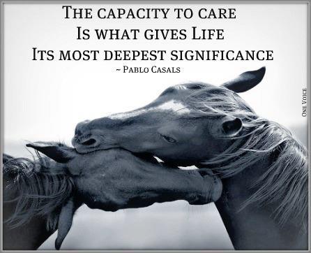 Horse Quotes